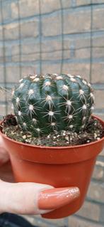 Notocactus uebelmannianus - Zeldzame Cactus, Ophalen of Verzenden