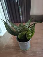 Sanseveria, Ophalen, Halfschaduw, Minder dan 100 cm