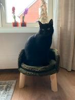 Lieve gesteriliseerde poes ( juni 2020), 3 tot 5 jaar