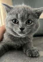 Britse korthaar poes bleu te koop, Kater, Ontwormd