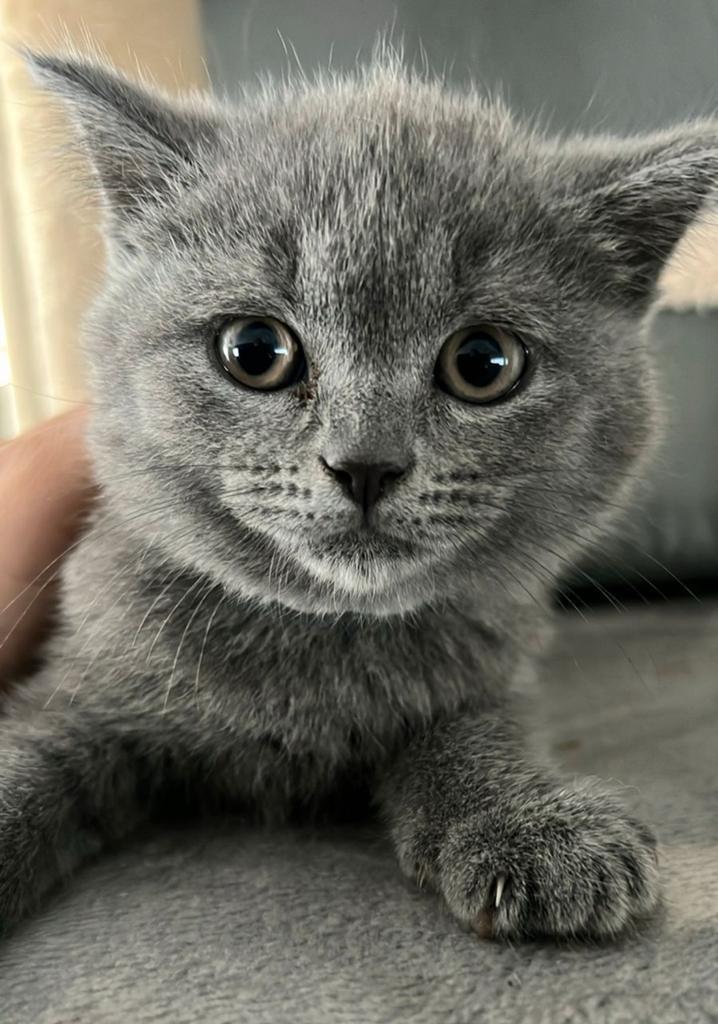 Britse korthaar poes bleu te koop, Dieren en Toebehoren, Katten en Kittens | Raskatten | Korthaar, Kater, Ontwormd, Ingeënt