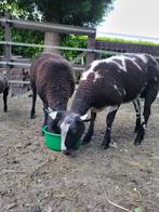 2 schapen te koop, Dieren en Toebehoren, Schapen, Geiten en Varkens, Vrouwelijk, Schaap