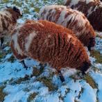 Twee Drachtige Bonte ooilammeren, Dieren en Toebehoren, Schapen, Geiten en Varkens, Vrouwelijk, Schaap, 0 tot 2 jaar