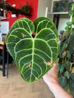 Anthurium regale - Ophalen Arnhem, Vaste plant, Bloeit niet, Halfschaduw, Ophalen