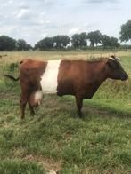 Lakenvelder koe, Dieren en Toebehoren, Runderen, Vrouwelijk, 7 tot 10 jaar