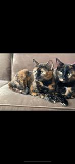 2 lieve poezen zoeken een lief baasje, Dieren en Toebehoren, Katten en Kittens | Overige Katten, Poes