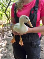 Jonge loopeenden te koop, Dieren en Toebehoren, Meerdere dieren, Eend