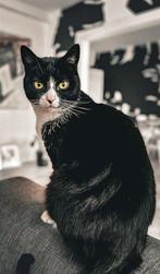 Gratis, een lieve kat. 7 jaar, gechipt en gecastreerd., Dieren en Toebehoren, Katten en Kittens | Overige Katten, Kater, Kortharig