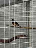 Schamalijsters, Meerdere dieren