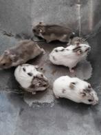 Goudhamsters en dwerghamsters, mooie kooien en nog veel meer, Dieren en Toebehoren, Meerdere dieren, Hamster, Na 1 juli 2024, Tam