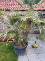 Palmboom, Tuin en Terras, Planten | Bomen, Halfschaduw, 250 tot 400 cm, Zomer, Palmboom