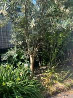 Olijfboom, Tuin en Terras, Planten | Bomen, Ophalen of Verzenden, Volle zon, Olijfboom, 100 tot 250 cm