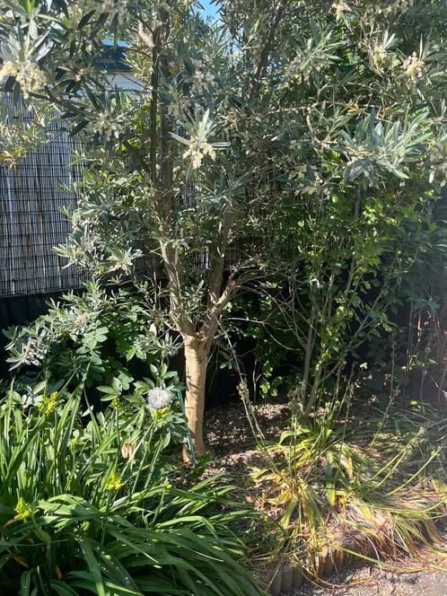 Olijfboom, Tuin en Terras, Planten | Bomen, Olijfboom, 100 tot 250 cm, Volle zon, Ophalen of Verzenden