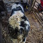 Dikbil vaarskalf  bb, Dieren en Toebehoren, Vrouwelijk, 0 tot 2 jaar