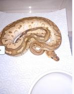 Ball python koningspython chocolat mojave clown, Slang, 0 tot 2 jaar