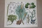 Antieke botanische kleurenlitho - Oa Jeneverbes Den 1862 !!, Ophalen of Verzenden