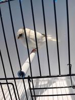 Mooie gloster kanarie man te koop, Dieren en Toebehoren, Vogels | Kanaries, Mannelijk, Kleurkanarie