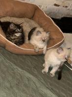 Ragdoll kitten, Dieren en Toebehoren, Katten en Kittens | Raskatten | Korthaar, Meerdere dieren, Ontwormd