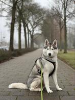 Mister looking for Missis Siberische Husky Dekreu FCI, Particulier, Rabiës (hondsdolheid), 6 jaar of ouder, Buitenland