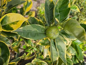 Citrus mandarijn Satsuma variegata beschikbaar voor biedingen