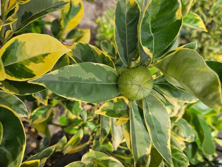 Citrus mandarijn Satsuma variegata, Tuin en Terras, Planten | Tuinplanten, Overige soorten, Volle zon, Ophalen
