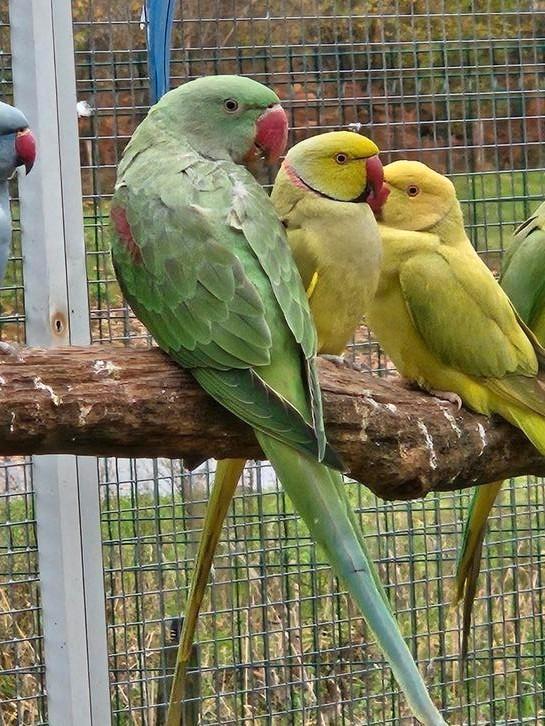 Grote alexanderparkiet man split lutino kanssplit blauw, Dieren en Toebehoren, Vogels | Parkieten en Papegaaien, Parkiet, Meerdere dieren