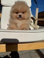 Pomeriaan, Dieren en Toebehoren, Honden | Chihuahua's en Gezelschapshonden, Rabiës (hondsdolheid), 8 tot 15 weken, Buitenland