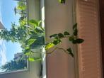 Huis plant  [Na 15/08/2025 verkoopt niet], Tuin en Terras, Planten | Bomen, Ophalen, Overige soorten, Minder dan 100 cm