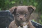 Chihuahua pups, Dieren en Toebehoren, Honden | Chihuahua's en Gezelschapshonden, Rabiës (hondsdolheid), 15 weken tot 1 jaar, Buitenland