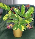😍 Ctenanthe Lubbersiana, Calathea Golden Mosaic 😍, Ophalen of Verzenden, Overige soorten, Minder dan 100 cm