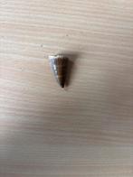 Mosasaurus Tand - 3cm Fossiel, Ophalen of Verzenden, Fossiel