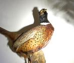 opgezette fazant b, Ophalen of Verzenden, Vogel, Opgezet dier