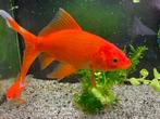 Goudvis zoekt grotere bak, Dieren en Toebehoren, Vissen | Vijvervissen, Goudvis(sen)