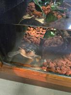 schildpad, Dieren en Toebehoren, Reptielen en Amfibieën, Schildpad, 7 tot 10 jaar