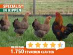 Wyandotte kriel kippen | Allerlei kleuren | Tamme kippen