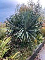 Yucca, Volle zon, 100 tot 250 cm, Zomer, Overige soorten