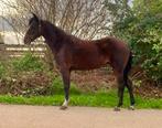 Mega brave menpony!! Perfect voor beginners, Dieren en Toebehoren, Pony's, Merrie, B, C pony (1.27m tot 1.37m), 11 jaar of ouder