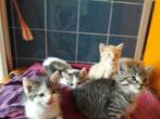 Boerderij kittens sociaal en speels Britse kort haar, Dieren en Toebehoren, Katten en Kittens | Overige Katten, Meerdere dieren