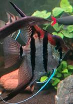 Pterophyllum Scalare Manacapuru (Red Back
Maanvissen), Vis