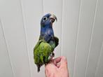 Tamme zwart oor pionus, Dieren en Toebehoren, Geslacht onbekend, Papegaai, Geringd