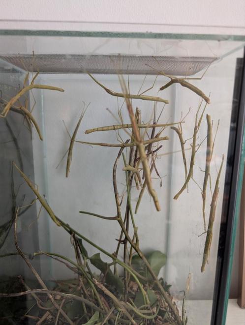 Wandelende takken, Dieren en Toebehoren, Insecten en Spinnen, Wandelende tak