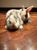 Dwergkonijnen, Dieren en Toebehoren, Konijnen, Vrouwelijk, Dwerg