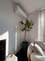 Mediterranean lemon tree, Minder dan 100 cm, Lente, In pot, Ophalen of Verzenden