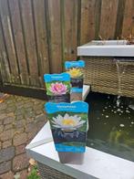 Alle waterlelies nu 50% korting!, Ophalen, Nieuw