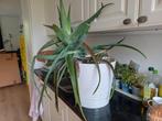 Zeer grote Aloe Vera plant in pot, Ophalen, Zo goed als nieuw