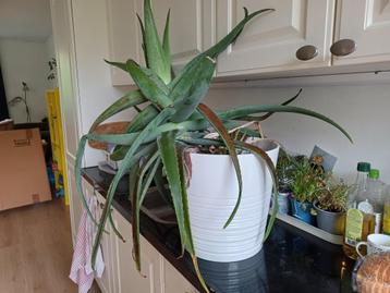 Zeer grote Aloe Vera plant in pot beschikbaar voor biedingen
