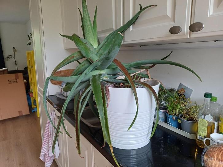 Zeer grote Aloe Vera plant in pot, Huis en Inrichting, Overige Huis en Inrichting, Zo goed als nieuw, Ophalen