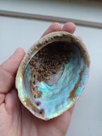 Schelp 5: abalone, Verzamelen, Mineralen en Fossielen, Ophalen of Verzenden, Schelp(en)
