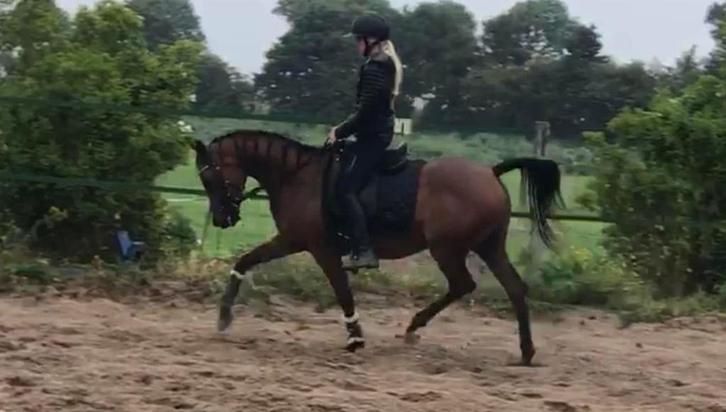 Merrie te lease, Dieren en Toebehoren, Paarden en Pony's | Verzorgingsproducten, Nieuw, Ophalen