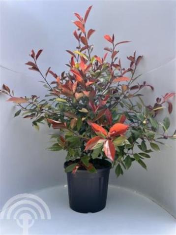 Photinia fraseri 'Red Robin' Glansmispel Haag Lei Boom beschikbaar voor biedingen